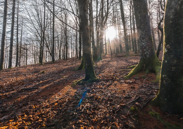 Forest in the mount of Aiako Harria Guipuzcoa Basque Country