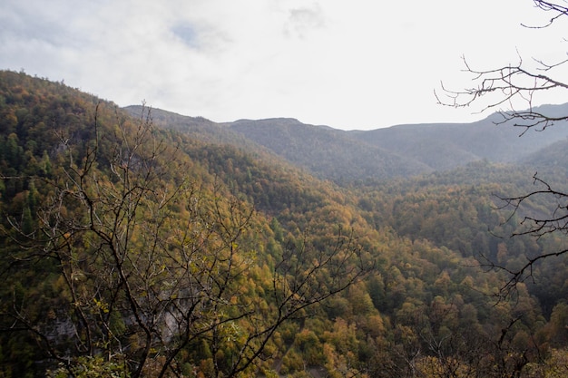 Forest on the mountains