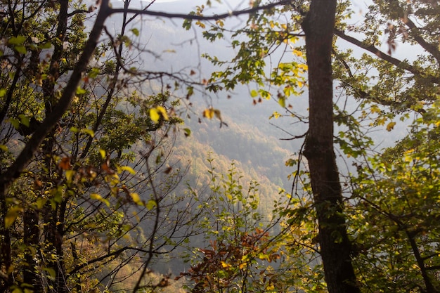 Forest on the mountains