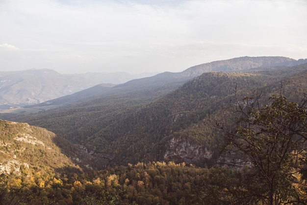 Forest on the mountains