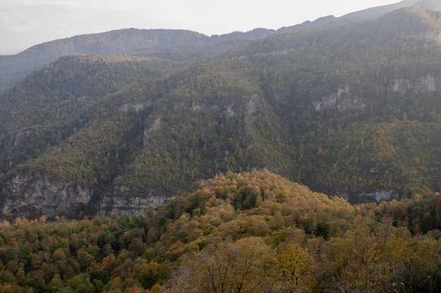 Forest on the mountains