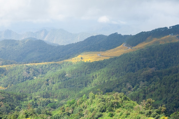 Forest in the mountains