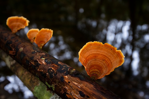 Forest mushroom on wood in the nature jungle - outdoor autumn wild mushroom red