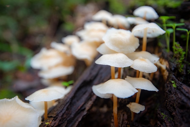 Forest mushroom on wood in the nature jungle