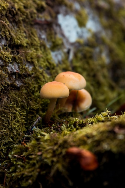 Forest mushrooms in autumn