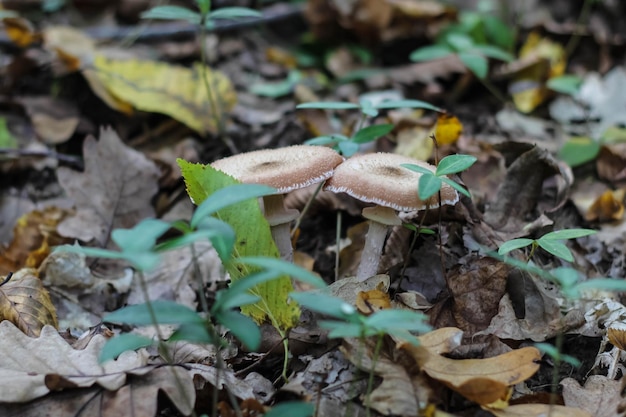 Forest mushrooms in the grass Autumn forest