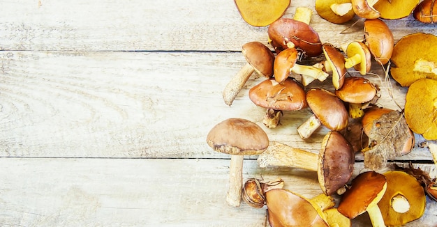 Forest mushrooms in the hands of a child Selective focus