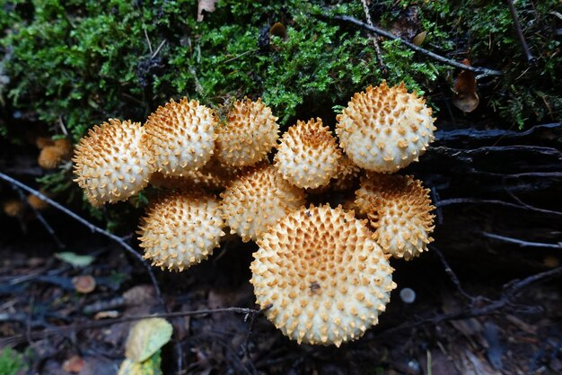 Forest mushrooms. It's autumn time for mushroom picking. Russia forest