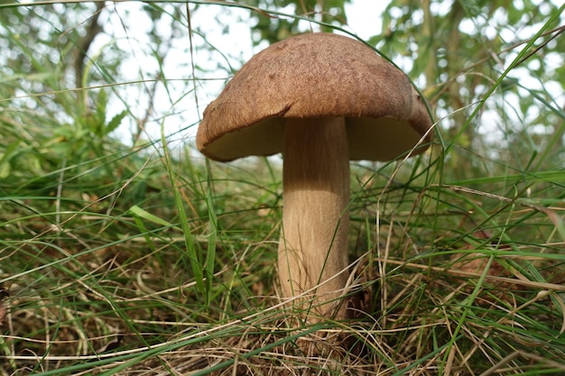 Forest mushrooms. White mushroom grows in the forest. porcini mushroom