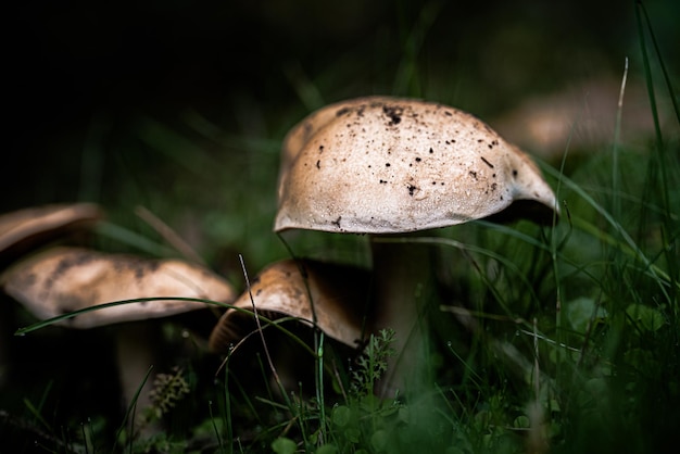 Forest mushrooms