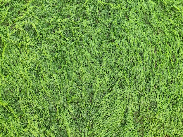 Forest nature backdrop Moss texture closeup. Mossy green background. Structure of grass. Macro