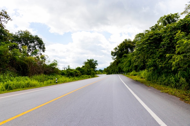 Forest nature roadway background