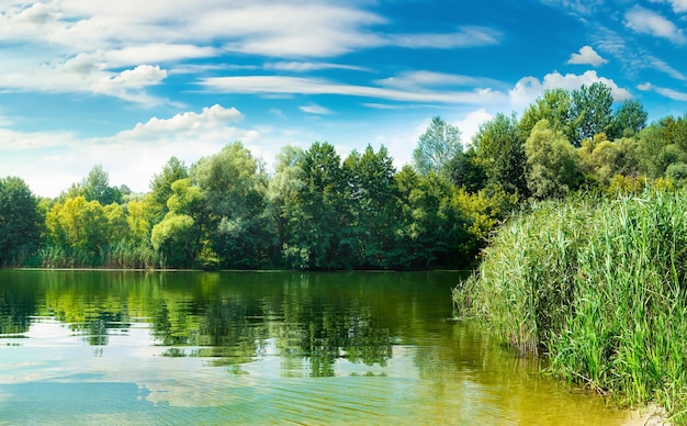 Forest near river