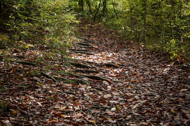 Forest path and autumn leaves