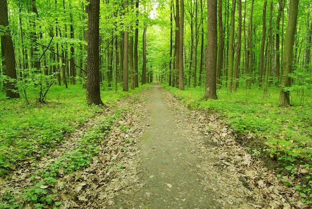 Forest path in the morning