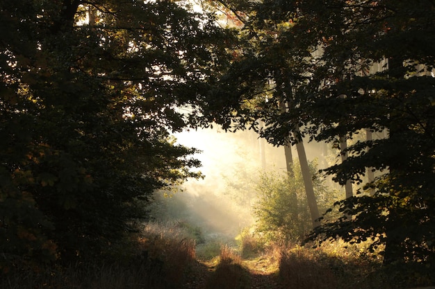 A forest path among oak trees on a misty autumn morning