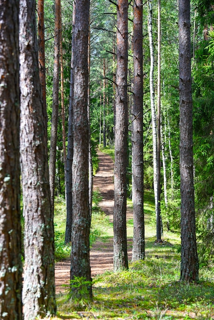 Forest path in the Russian forest in summer