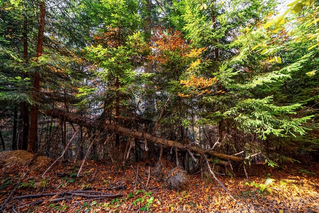 Forest and a path strewn with trees in the Ukrainian mountains