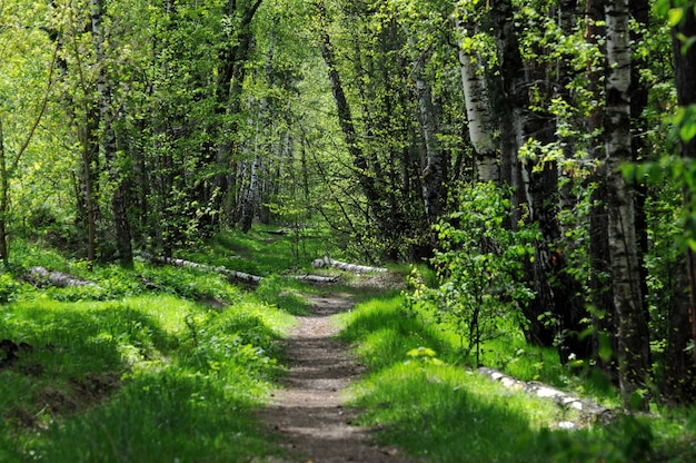 Forest path on a summer morning Moscow region Russia