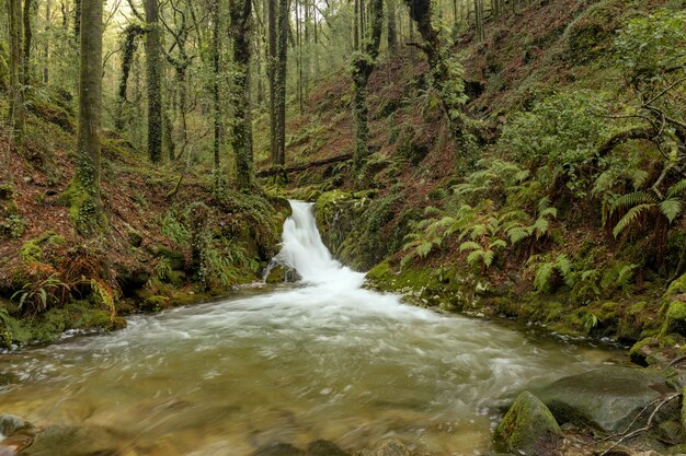 Forest path that runs parallel to the river da Fraga