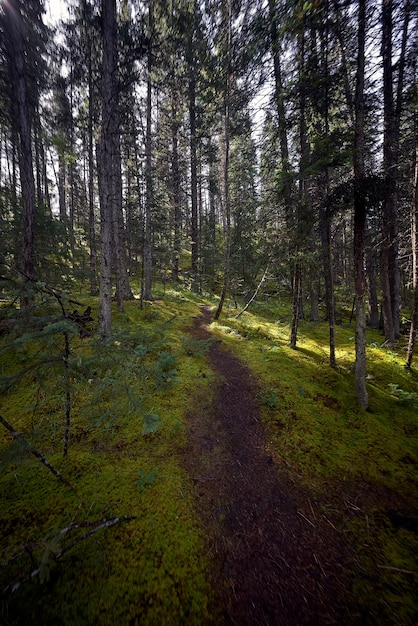 Forest path between trees