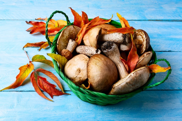 Forest picking mushrooms in green wicker basket