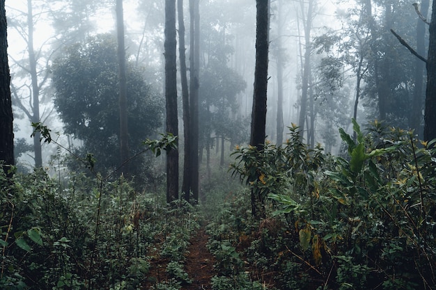 Forest pine in asia,Road into the forest on a foggy day