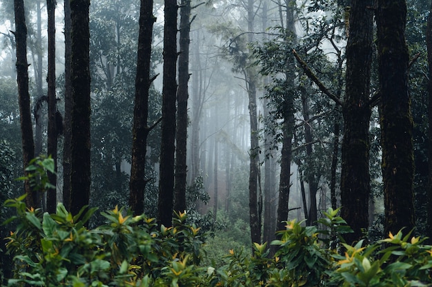 Forest pine in asia,Road into the forest on a foggy day