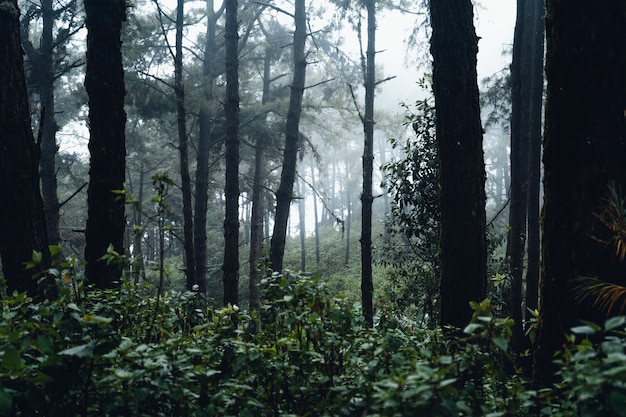 Forest pine in asia,Road into the forest on a foggy day