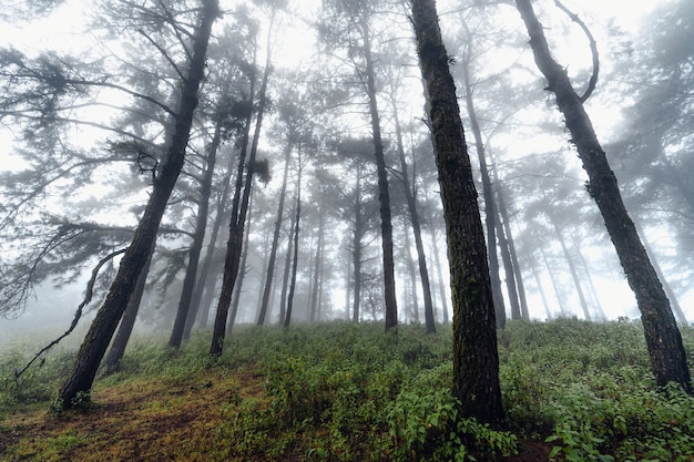 Forest pine in asia,Road into the forest on a foggy day