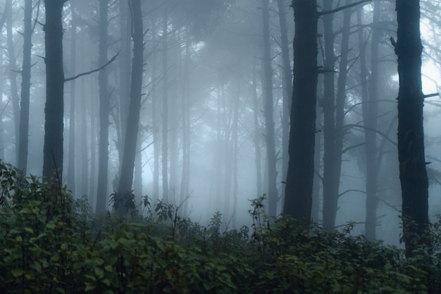 Forest pine in asia,Road into the forest on a foggy day