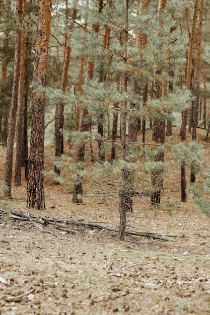 Forest pine autumn landscape fallen needles moss and leaves