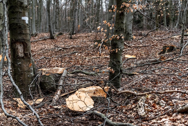 Forest pine and spruce trees Log trunks pile the logging timber wood industry panorama wooden trunks