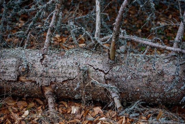 Forest pine and spruce trees Log trunks pile the logging timber wood industry panorama wooden trunks