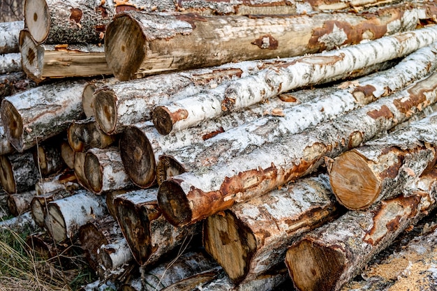 Forest pine and spruce trees. Log trunks pile, the logging timber wood industry.