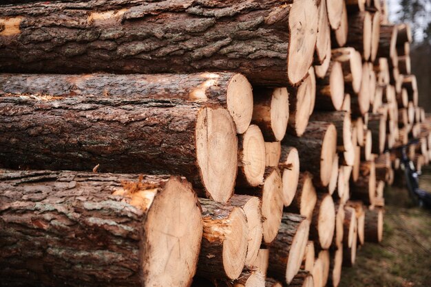 Forest pine and spruce trees Log trunks pile the logging timber wood industry