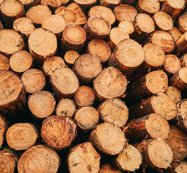 Forest pine and spruce trees Log trunks pile the logging timber wood industry