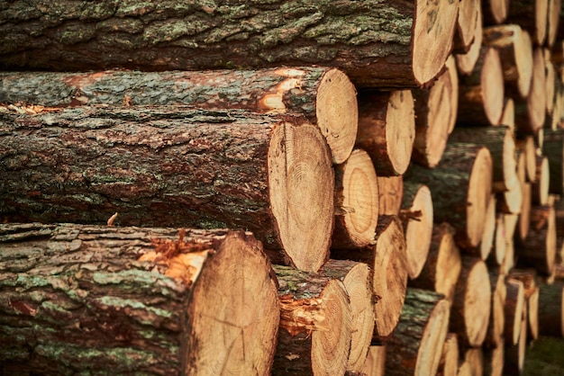 Forest pine and spruce trees Log trunks pile the logging timber wood industry