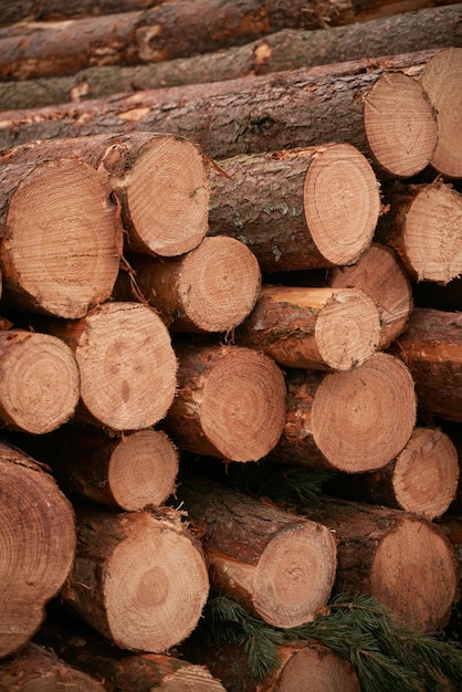 Forest pine and spruce trees Log trunks pile the logging timber wood industry