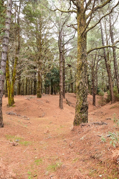 A forest of pine trees in the mountains of La Palma Canary Islands in Spain Remote secluded mountain filled with tall green trees for hiking and adventure on holiday Tourist travel destination