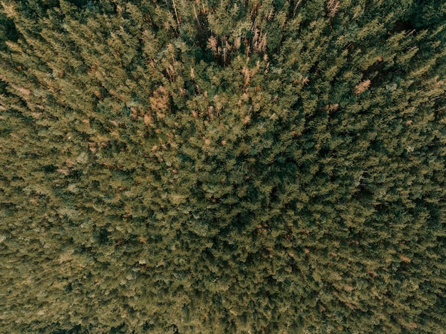 Photo a forest of pine trees with a view of the top of a mountain