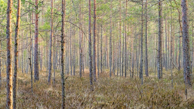 Forest of pines closeup selective focus