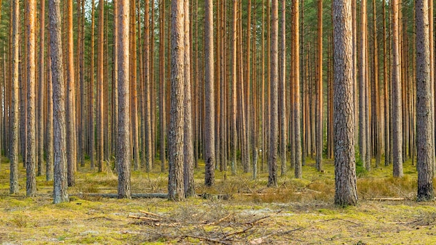 forest of pines closeup, selective focus