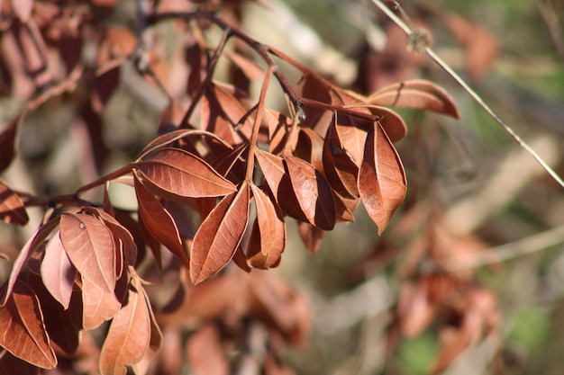 forest plant leaf With the reflection of the brown color 