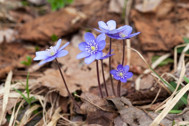 Forest plants in the spring in the forest the first blue forest flowers in the spring season