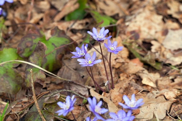 Forest plants in the spring in the forest, the first blue forest flowers in the spring season