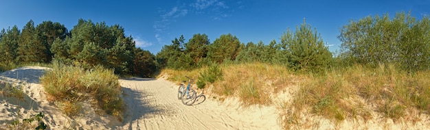 Forest protecting beaches of the Baltic Sea, with a bike