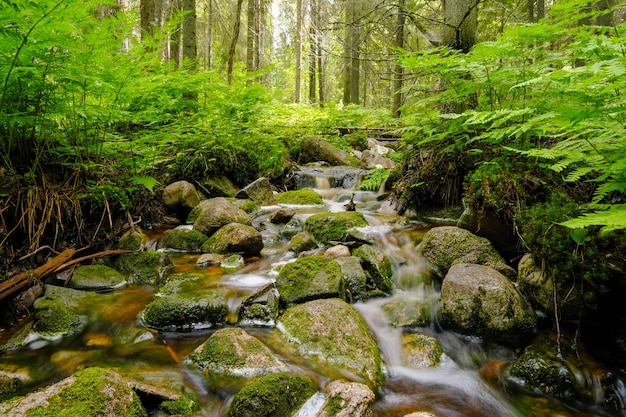 Forest river creek water flow Beautiful summer landscape with trees stones and flowing water at sunny weatherx9