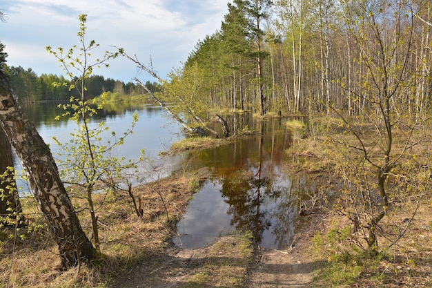 Forest river in early may