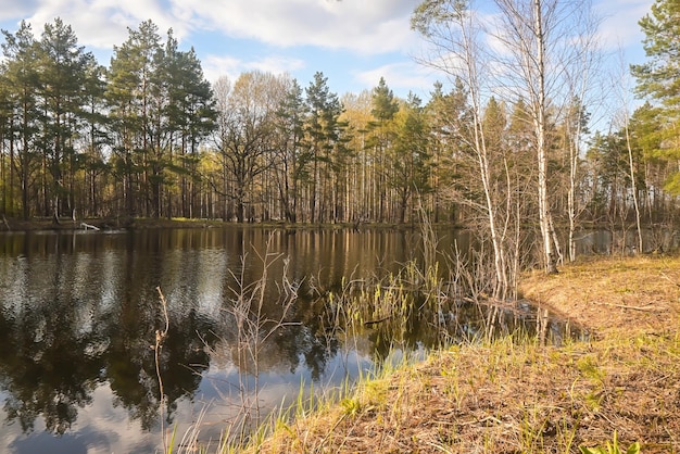 Forest river in early May